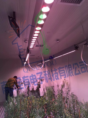 陕西油菜杂交中心