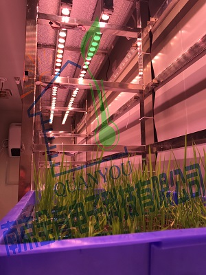 湖南水稻杂交研究中心